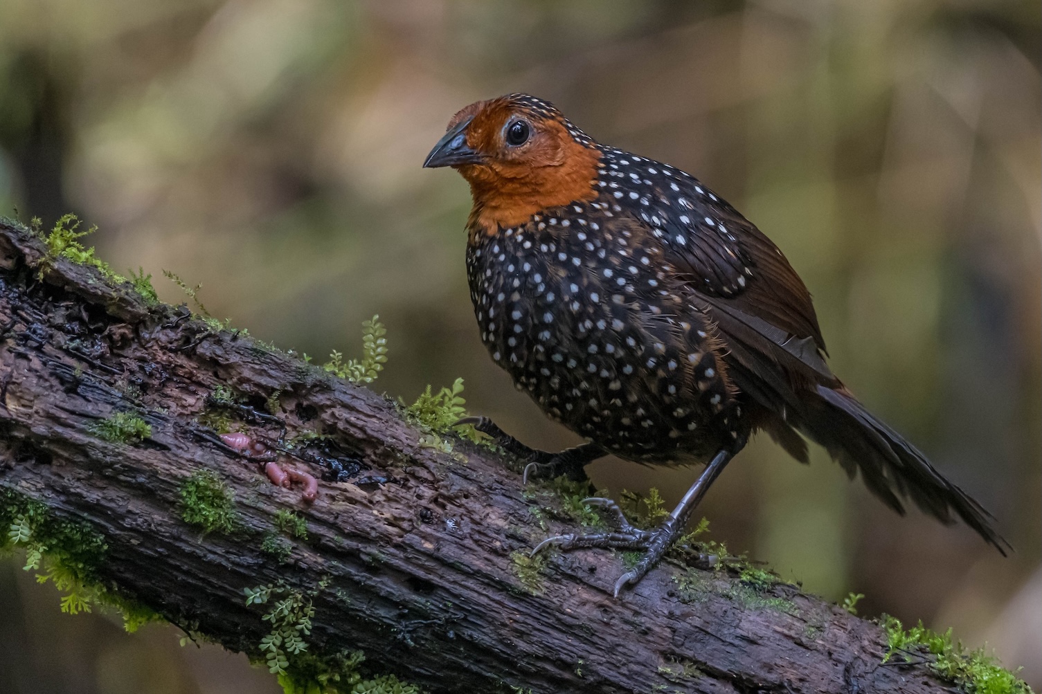 Colors of the Andes: Colombia Bird Photography Tour